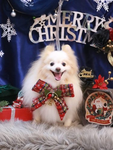 20121220ぷるりちゃん