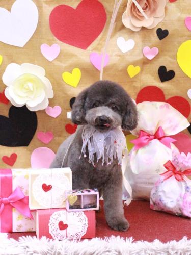 20230208chipieちゃん