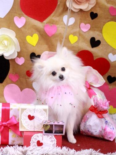 20230209るるくん