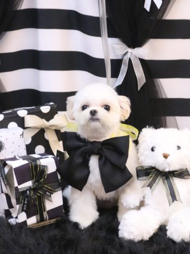 20230225ぷぷちゃん