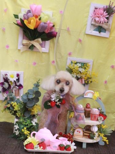 20230312桃果ちゃん