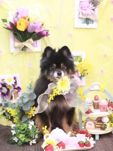 20230312獅子丸くん