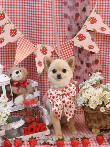 20230314チョコちゃん