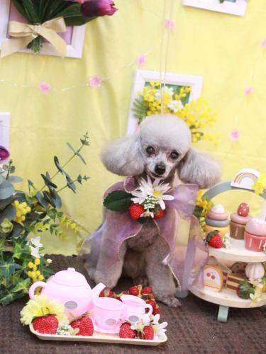 20230324サージュちゃん