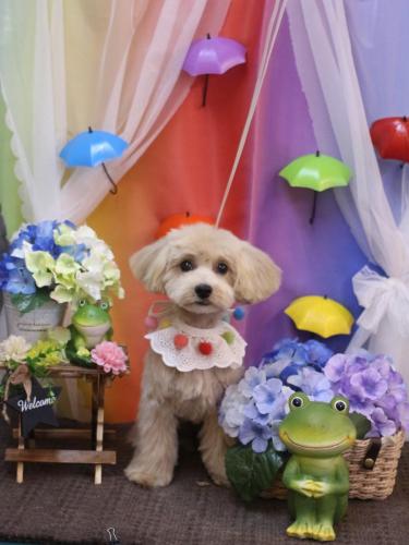 20230623ナッツちゃん