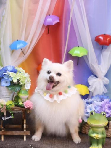 20230627キナコちゃん