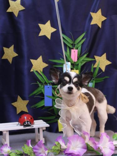 20230705ロミオくん