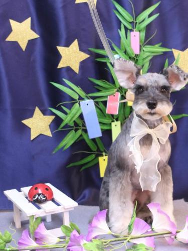 20230726むぎちゃん