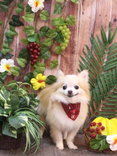 20230812小豆くん