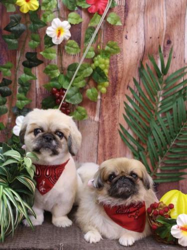 20230819うに＆ぶちょう