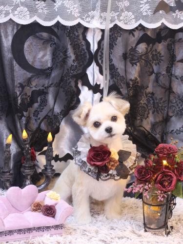 20231017だんごくん