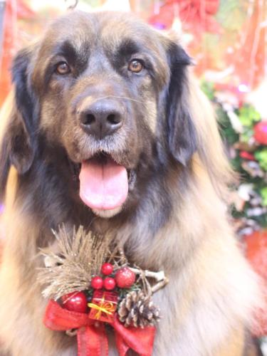 20231221シェリーちゃん