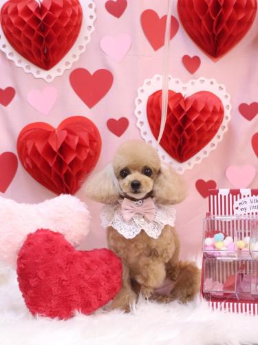 20240220ココちゃん