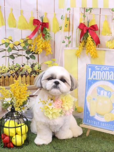 20240428みたらしちゃん