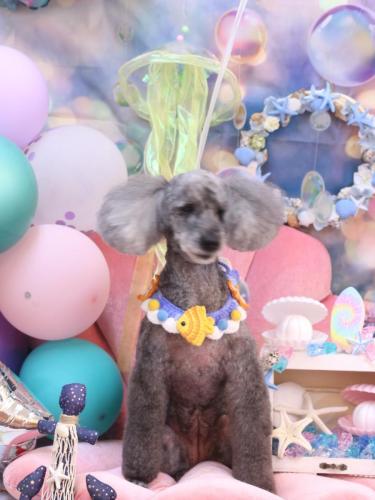 20240804さくらちゃん