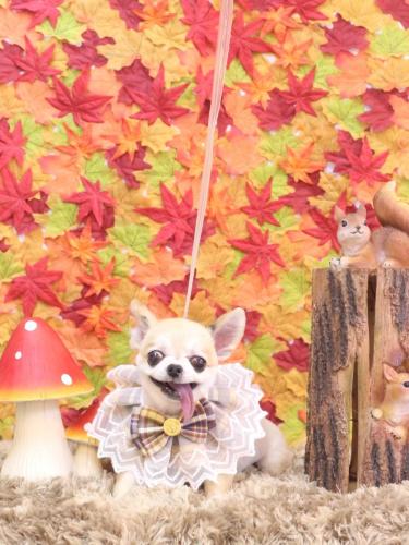 20241103momoちゃん