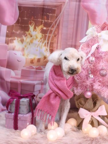 20241214まろんくん