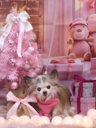 20241222クラウディアちゃん