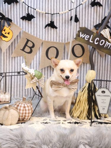 202501001ももくん