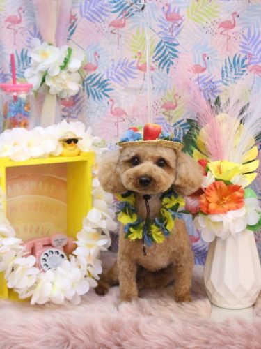 202502808シェリーくん