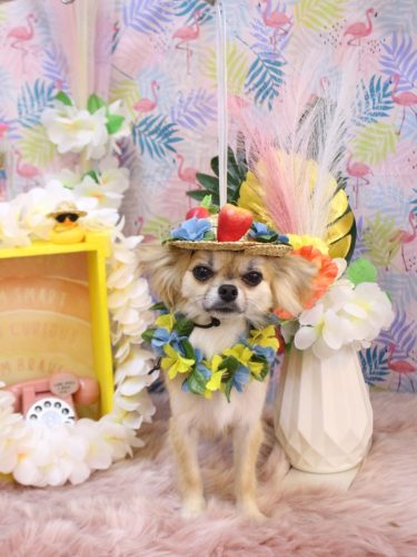 20250812ぽんくん