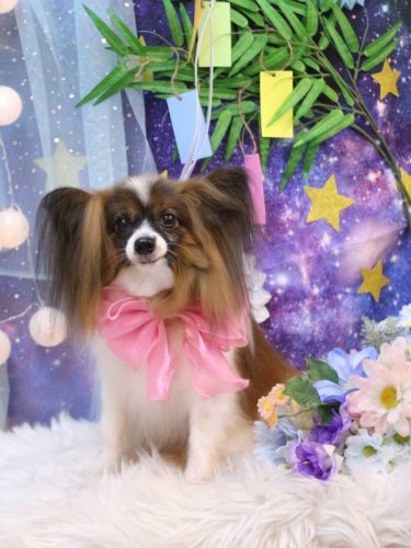 20250716ラナちゃん