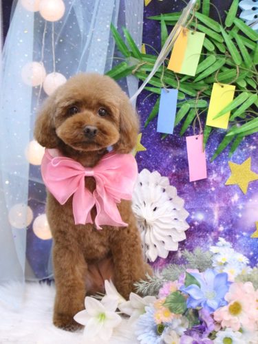 20250716きなこちゃん