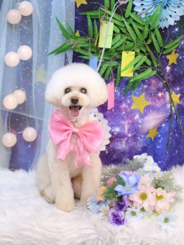 20250716ピッピちゃん