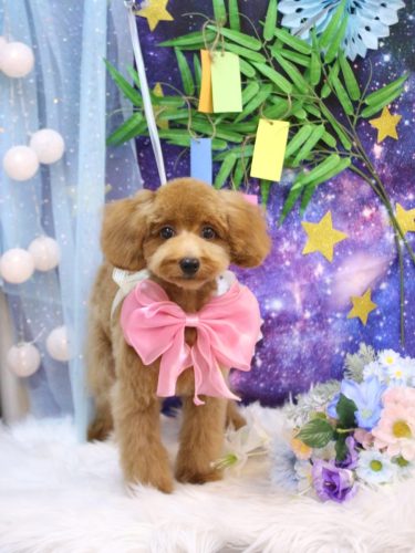 20250717さくちゃん