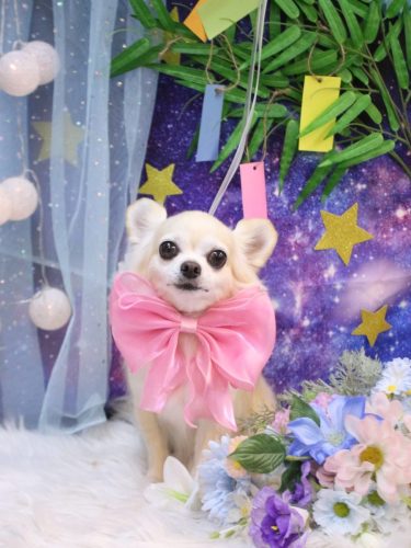 20250717ミルクちゃん