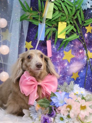 20250717ぺこちゃん