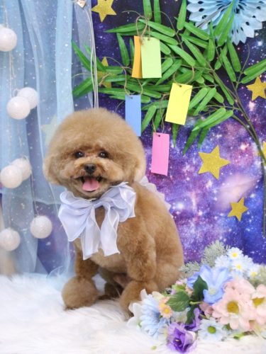 20250717ピノくん