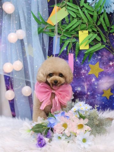 20250717ラブちゃん