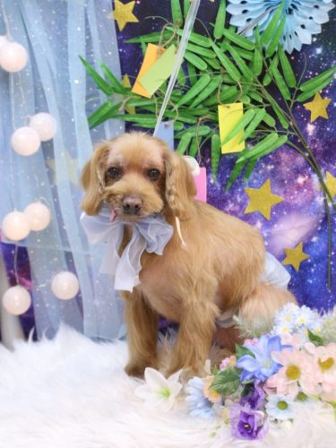 20250717紋之助くん