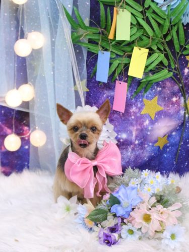 20250718リムちゃん