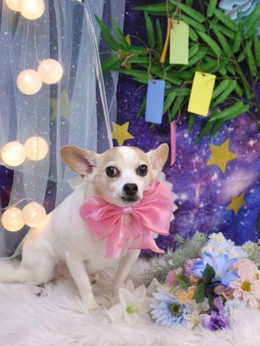 20250718うにちゃん