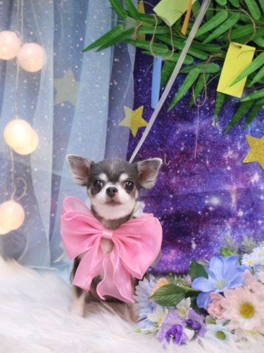 20250719ブルーちゃん