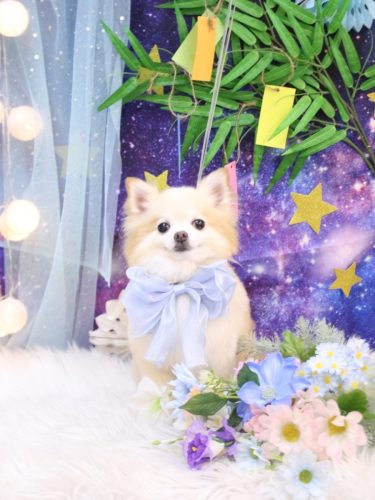 20250719小豆くん