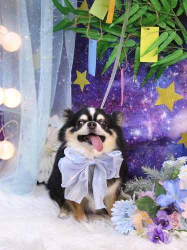 20250719ごまくん