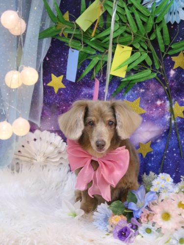 20250719桃ちゃん