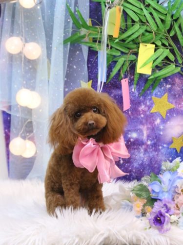 20250719ハニーちゃん