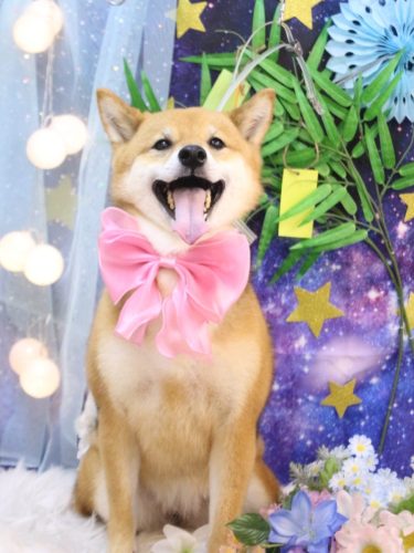 20250720リンちゃん