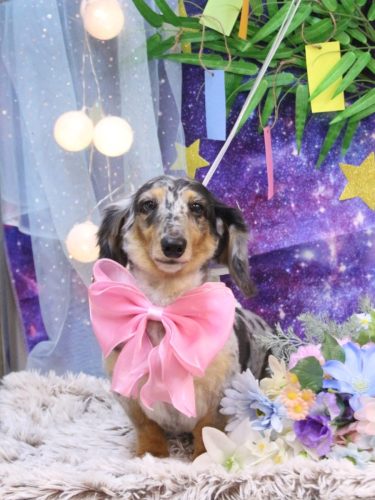 20250720シャーロットちゃん