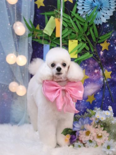 20250721ニコちゃん