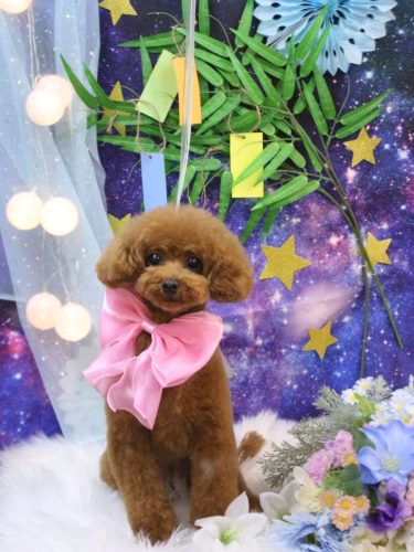 20250721モコちゃん