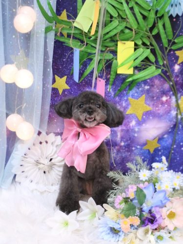 20250723ラテちゃん