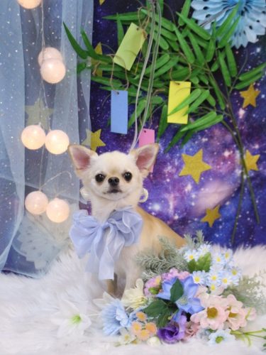 20250723シュシュくん