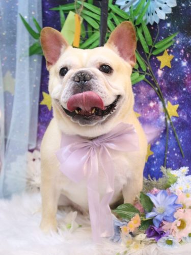 20250724こてつくん