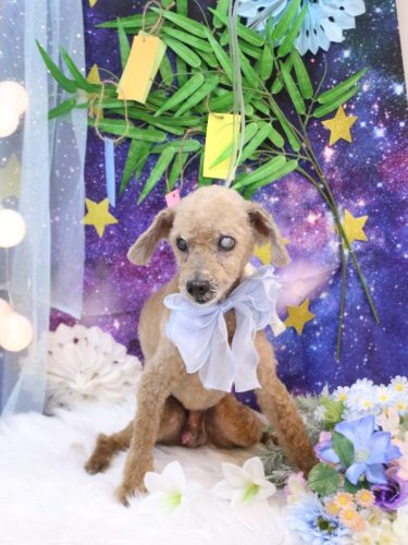 20250724ショコラくん