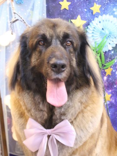 20250724シェリーちゃん